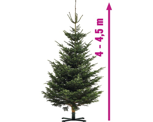 Nordmann spar XXXL 400-450 cm, gekapte kerstboom uit duurzame teelt