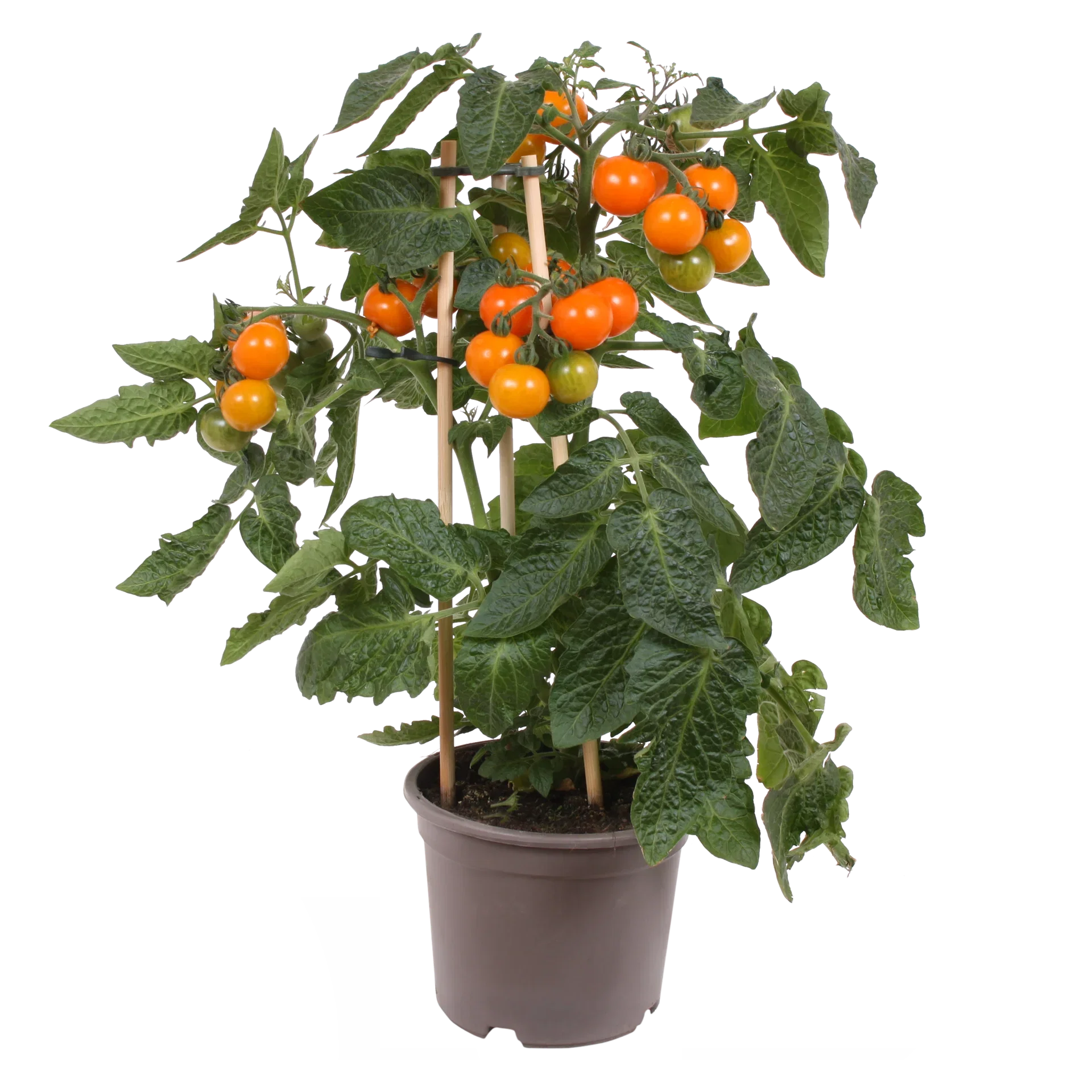 Ready Cherry Tomato Orange 14 Cherrytomater Ø14 cm