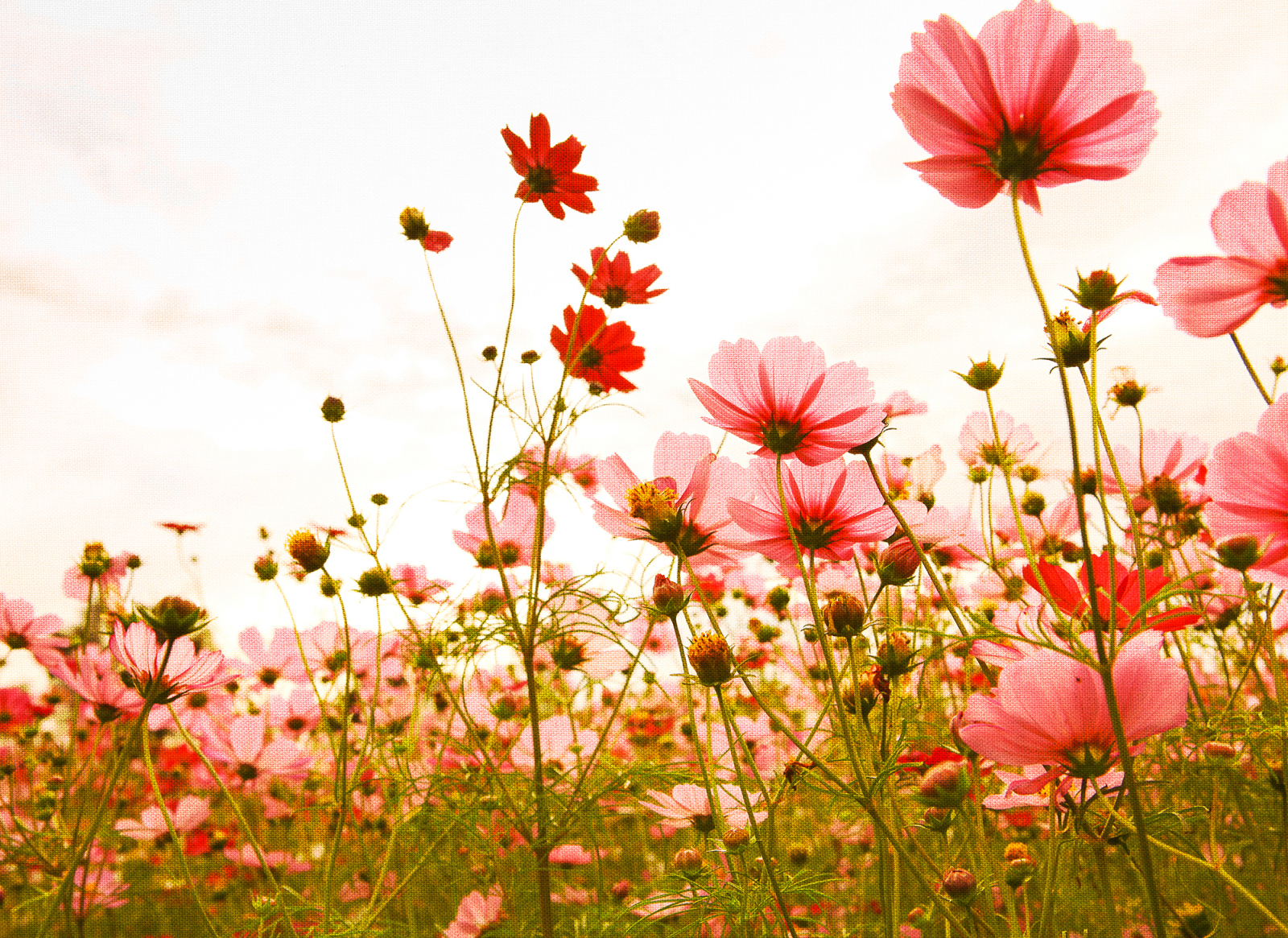 Fototapete DESIGNWALLS - rosa-grün - Blumen - 2,55 Meter