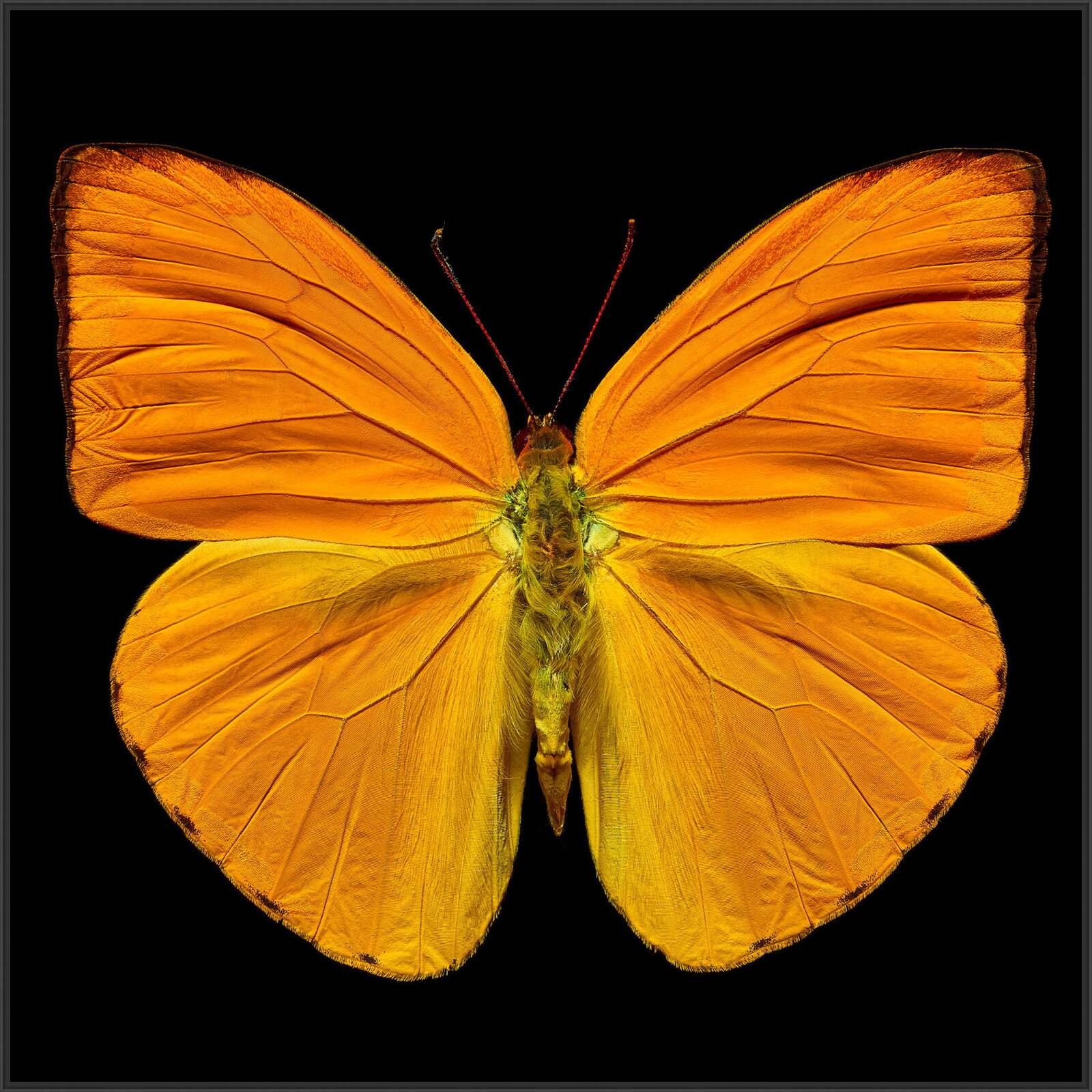 Butterfly IV by Heiko Hellwig - Limited Edition. Edition of: 150. Signed.