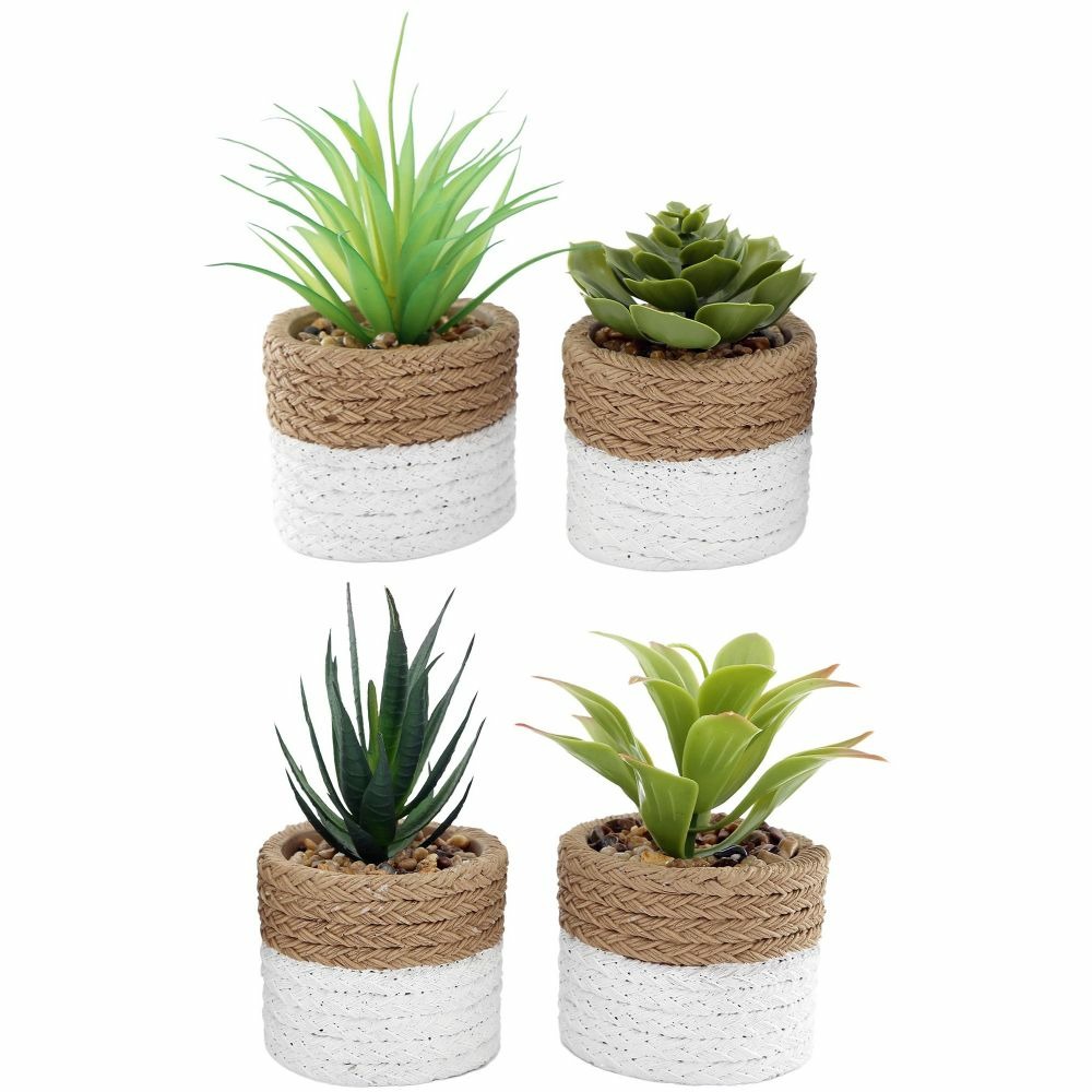 Plante succulente en pot bicolore 8 x 15 cm (lot de 4)