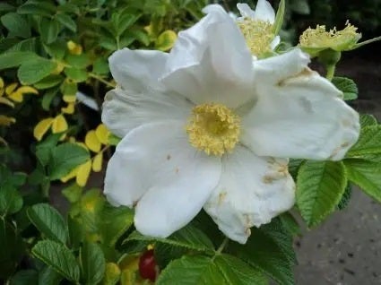 Rimpelroos (Rosa rugosa 'Alba') H 30-50 cm vanaf 10 stuks