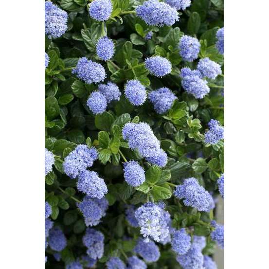 Ceanothus Thyrsiflorus repens :h.30/40cm 3L
