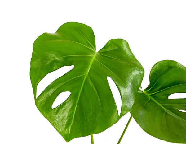 Fensterblatt - Monstera deliciosa