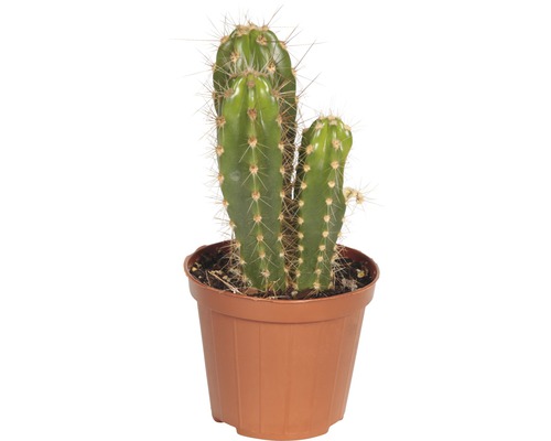 Cactus Mix FloraSelf Ø 8,5 cm pot, willekeurige selectie van soorten