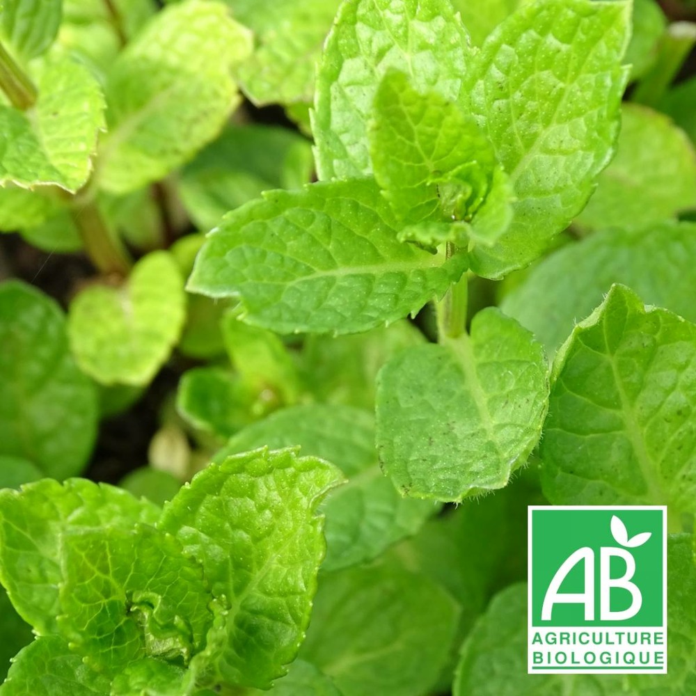 Menthe marocaine bio/mentha spicata nanah[-]lot de 9 godets