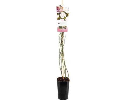 Klimroos 'New Dawn' FloraSelf Rosa 'New Dawn' H 50-80 cm Co 3 L