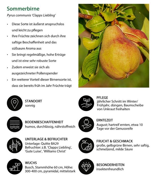 Birnen-Duo 'Alexander Lucas/Clapps Liebling'
