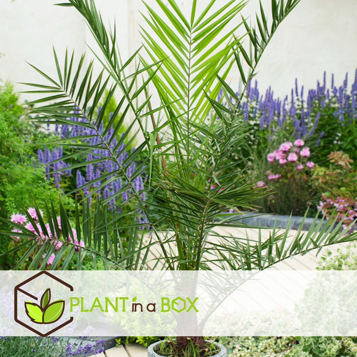 Phoenix canariensis - set de 2 - palmier dattier - pot 15cm - hauteur 50-60cm
