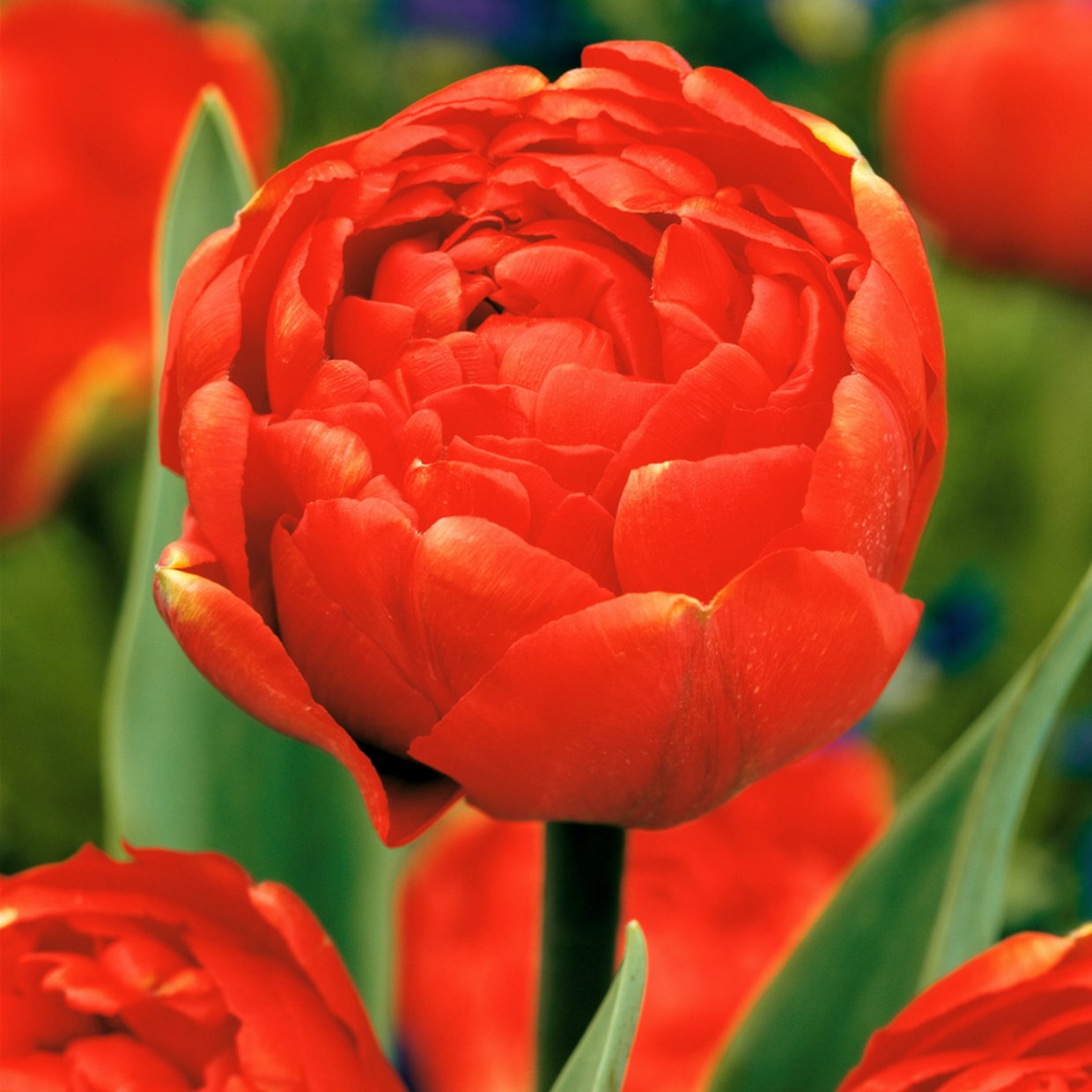 Tulipa icoon - bulbes à fleurs x14 - tulipe - rouge