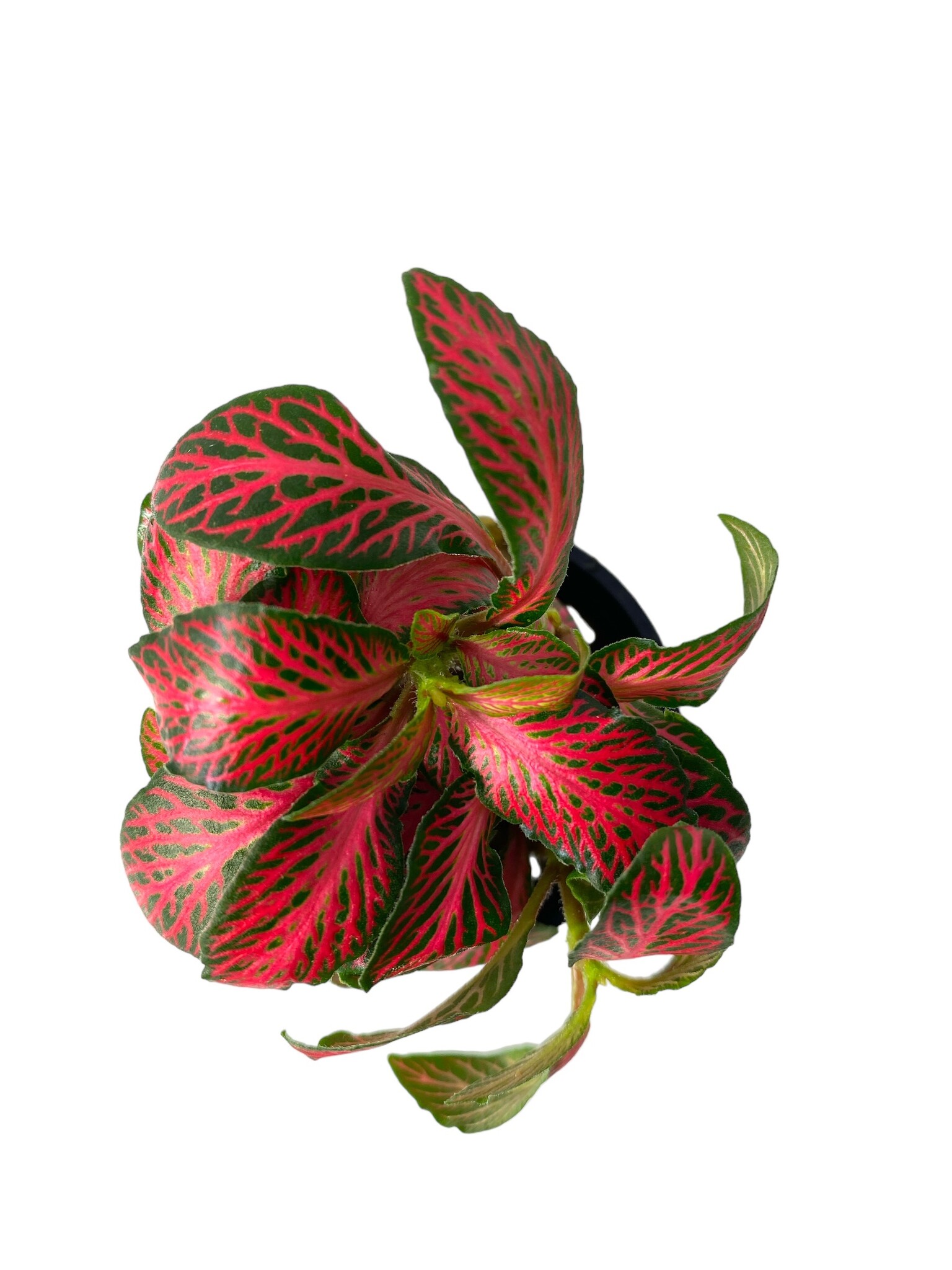 Plant Fittonia Albivenis Forest Flame Red