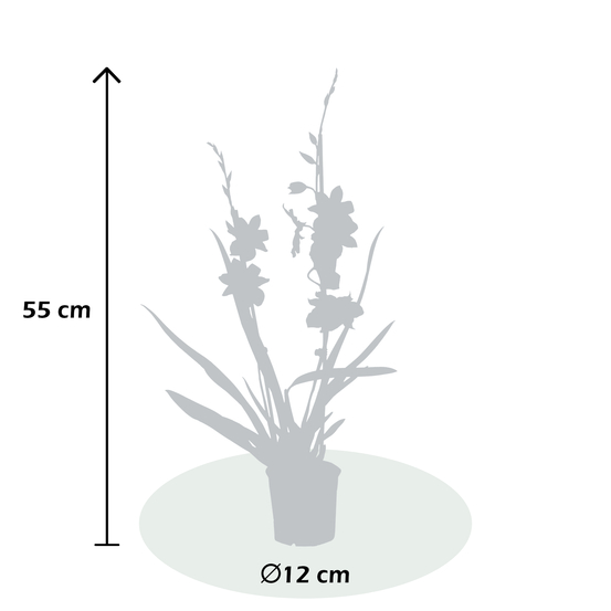 Orchidée Cambria Nelly Isler 2 tiges - pot D12cm