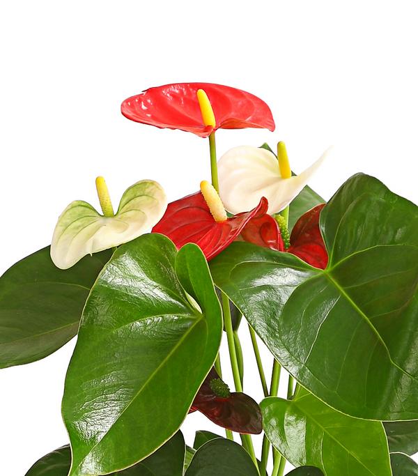 Große Flamingoblume - Anthurium andreanum