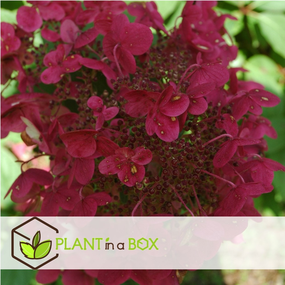 Hortensia paniculata wim's red - hortensia - pot 19cm - hauteur 25-40cm