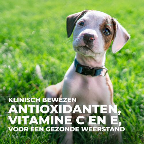 Hill's Science Plan Puppy Healty Development Medium - Hondenvoer - 12 Kilogram - kip