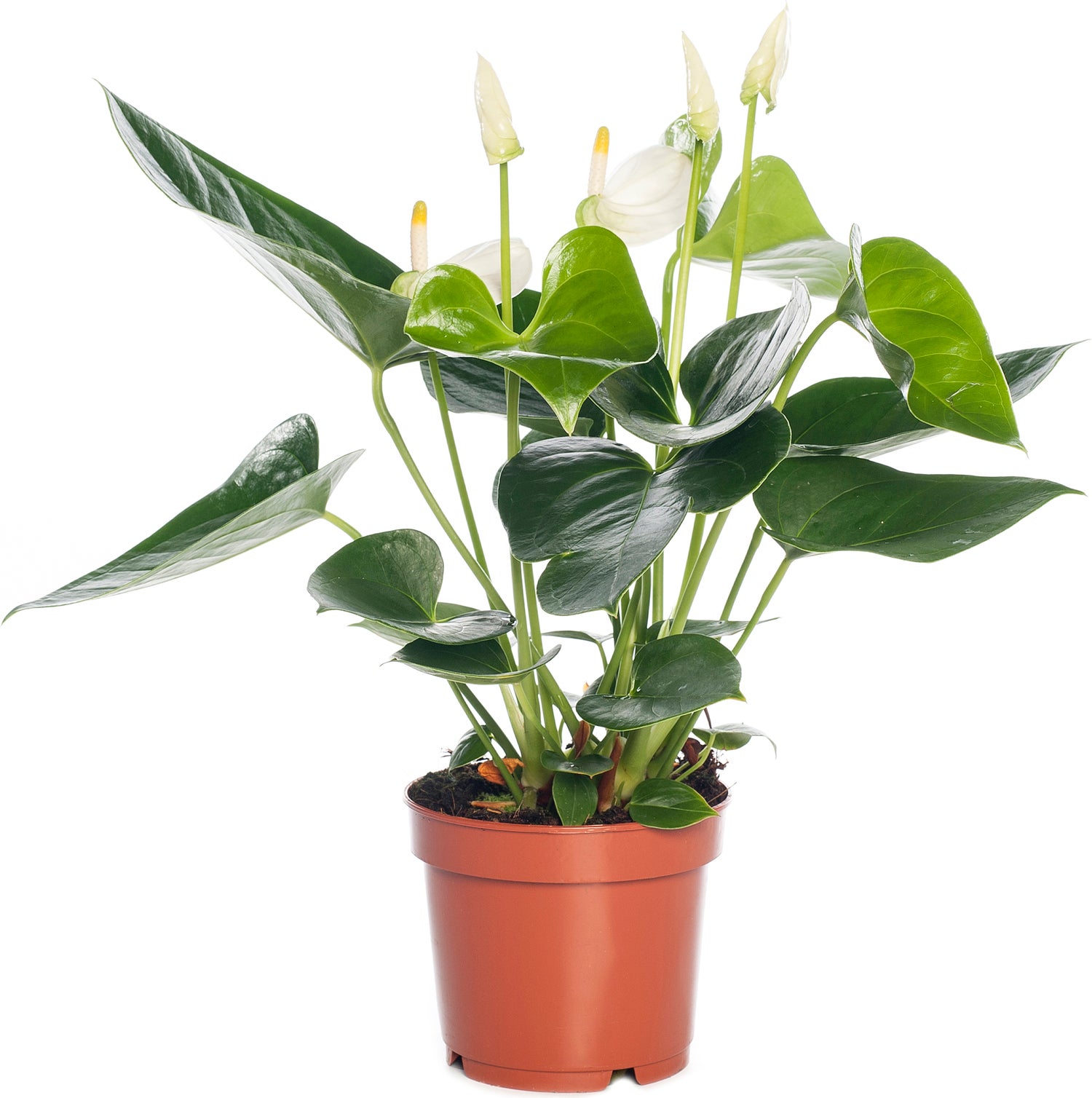 Flamingoplant (Anthurium andreanum 'White') D 12 H 35 cm