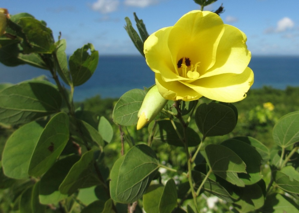 Arbre aux tulipes - 30 graines - avec substrat - bauhinia tomentosa