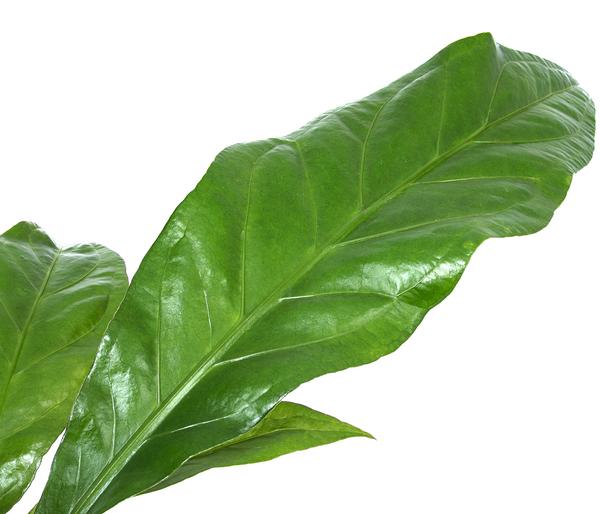 Blattanthurie - Anthurium ellipticum 'Jungle