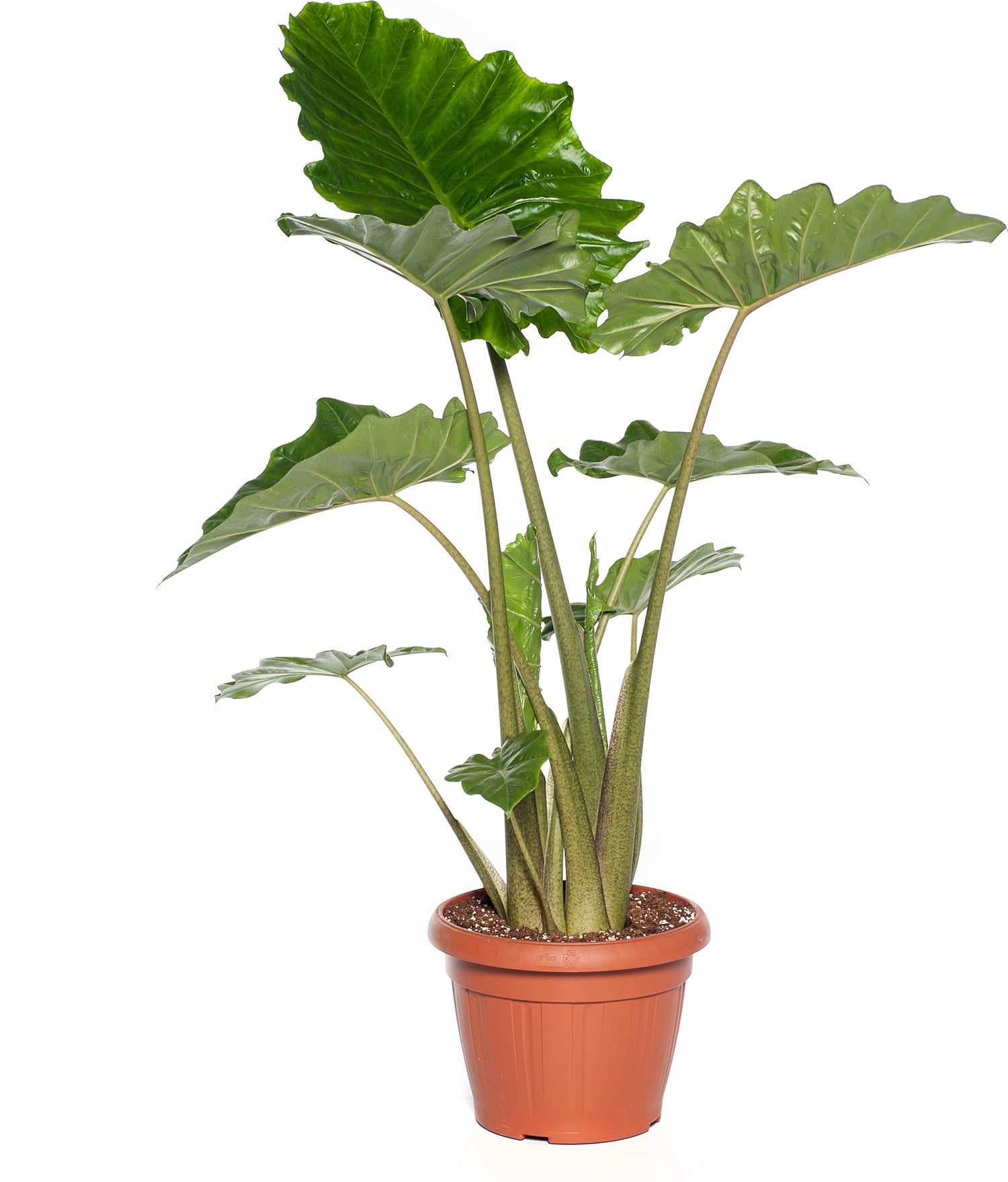 Olifantsoor (Alocasia 'Portodora') D 35 H 120 cm