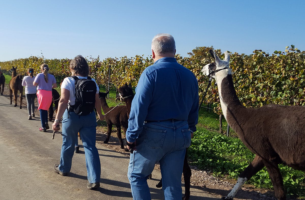 Lama-& Esel-Trekking-Tour für 2 Stadecken-Elsheim