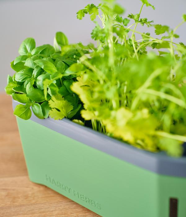 Gusta Garden Kräutertopf Harry Herbs, ca.