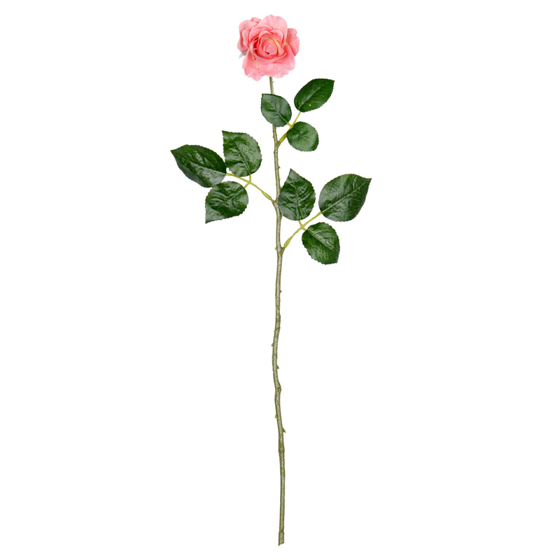 Branche de bouton de rose
