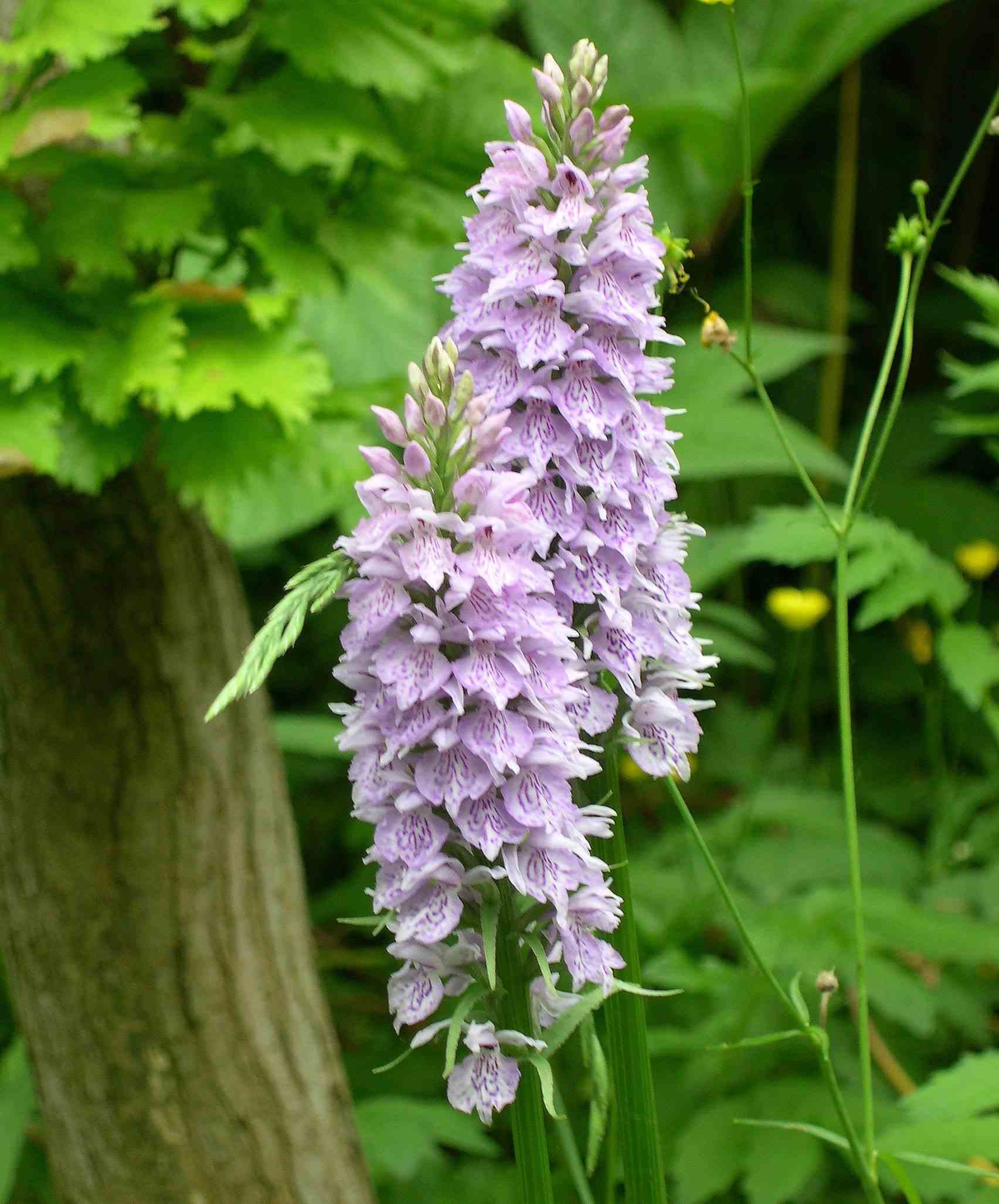 Dactylorhiza fuchsii taille pot de 1 litre - 0/80 cm