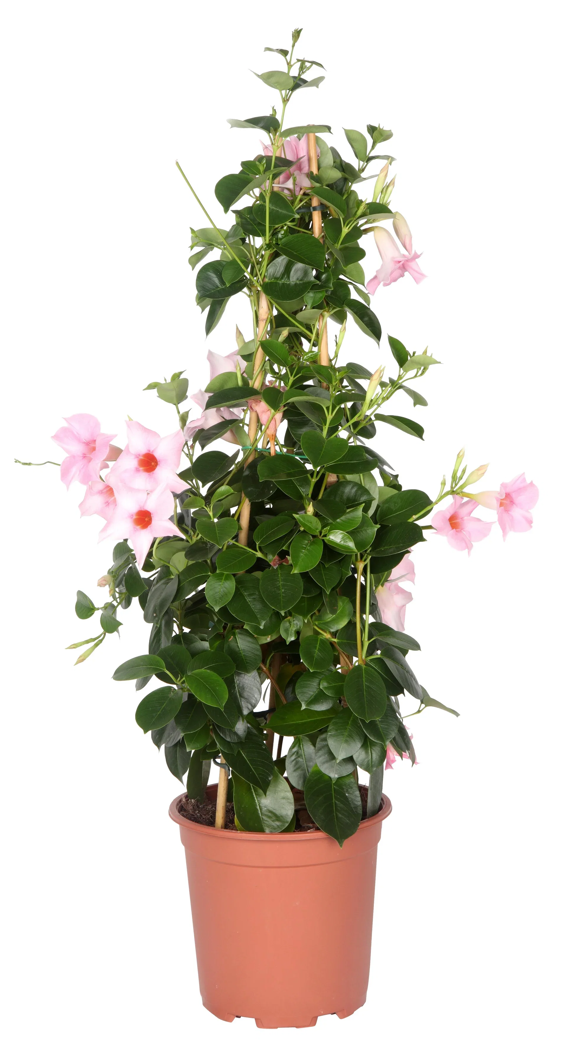 Mandevilla Ynde Ø17 cm