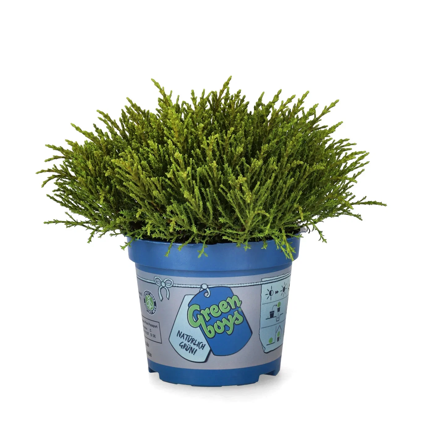 Hebe 'Green Boy´s' 12 cm Hebe 'Green Boys' Ø12 cm