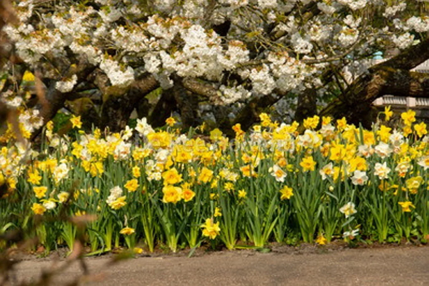 Narcissus Påskelilje miks