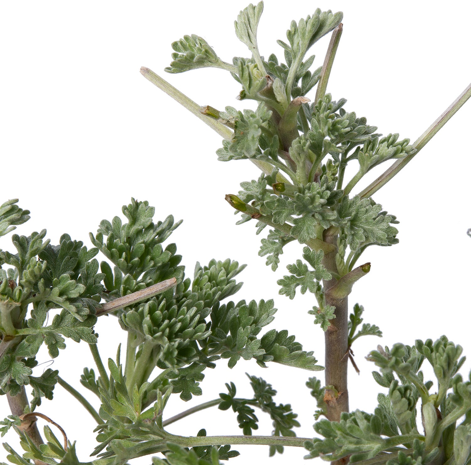 Alsem (Artemisia 'Powis Castle') D 9 H 10 cm