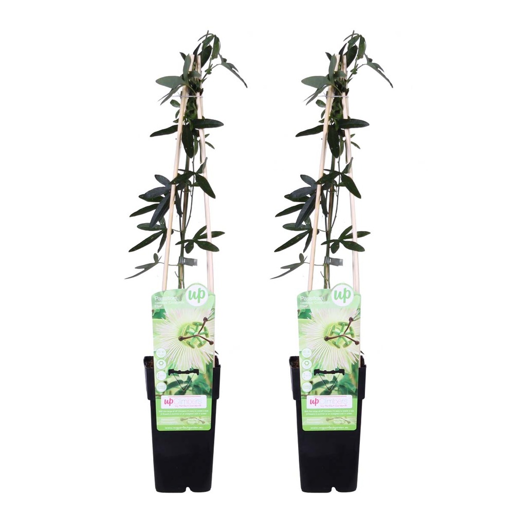 2x passiflora elliot – passiflore – plante grimpante – facile d'entretien - ⌀15 cm - ↕60-70 cm