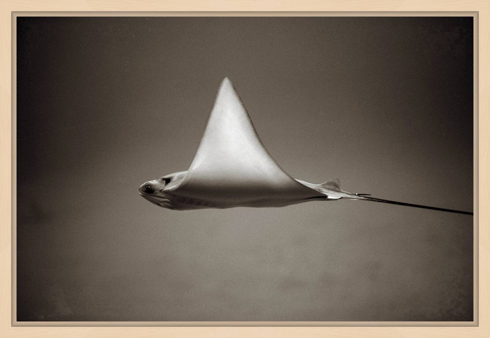 Bullnose Ray by Henry Horenstein - Open Edition.