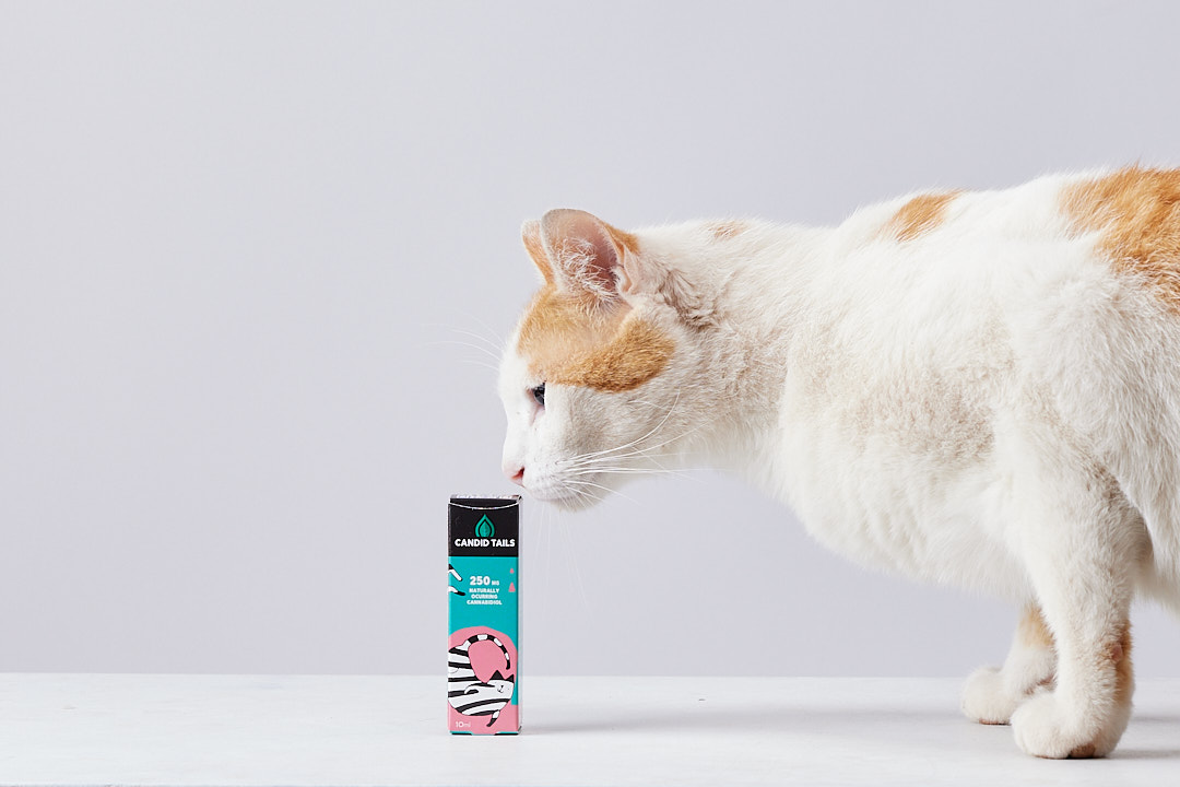 Óleo de petidibidiol para gatos 250 mg