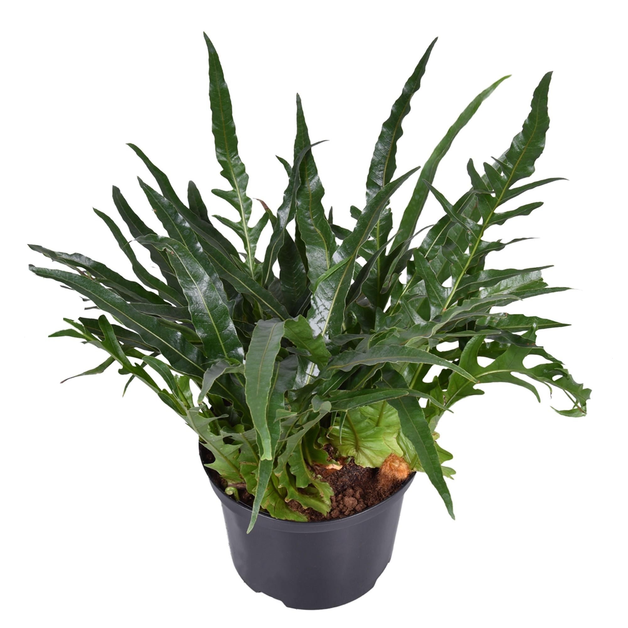 Plante d'intérieur - fougère aglaomorpha 60.0cm