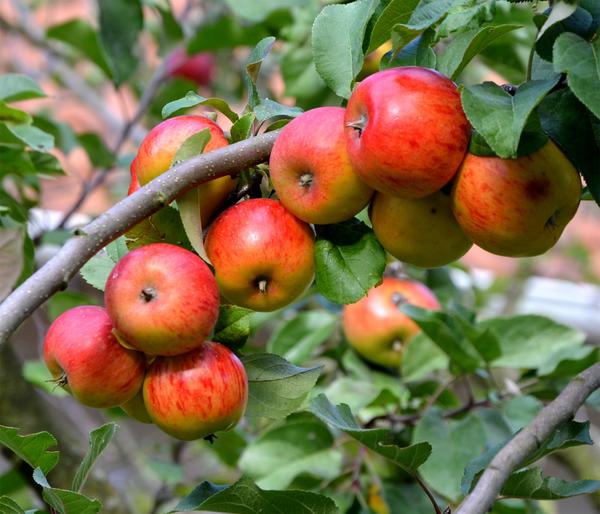 Winterapfel 'Goldparmäne'