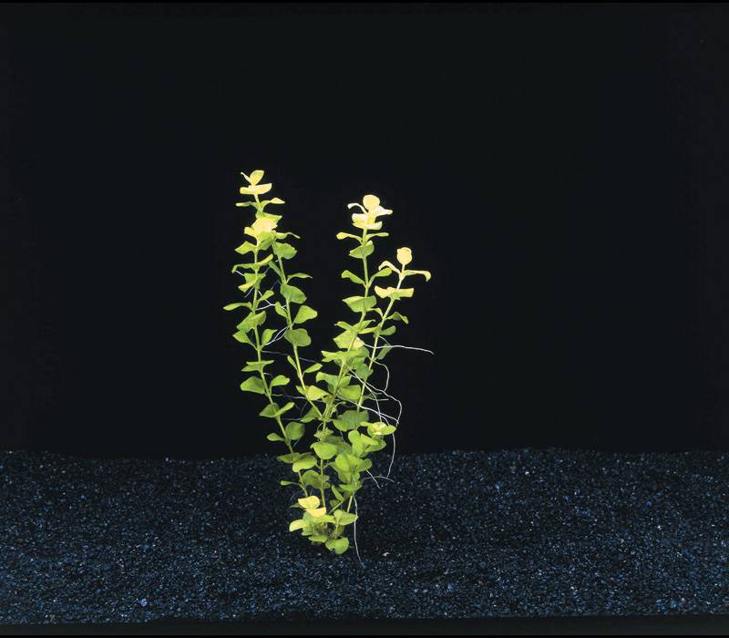 Waterplant Lysimachia Nummularia Aurea Aquariumplant