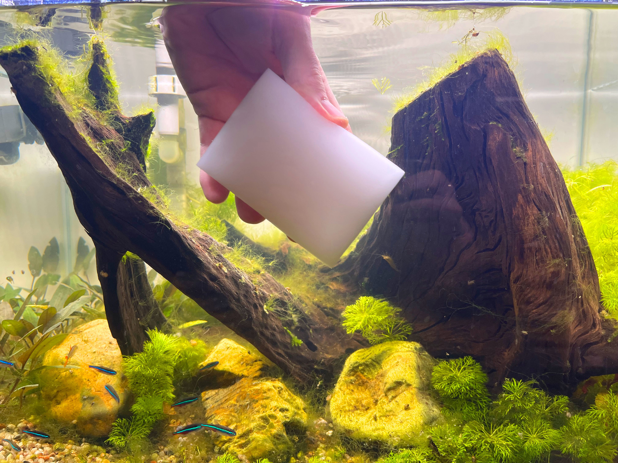Algenspons 5 stuks | Aquariumruiten reinigen