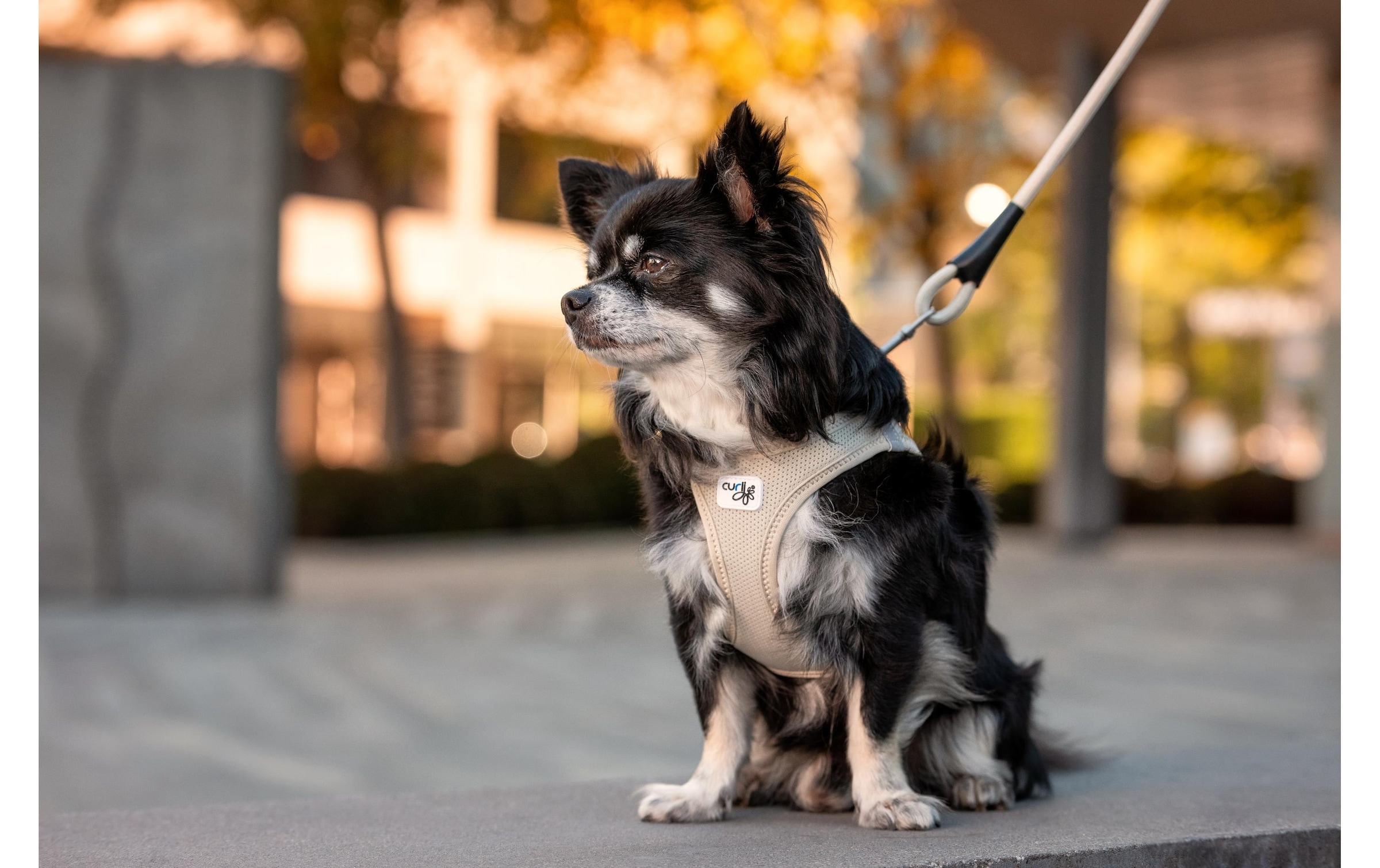 Curli Hunde-Geschirr »Schnalle Air-Mesh« Polyester