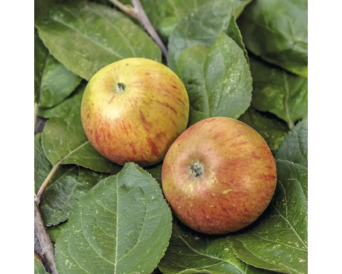 Biologische herfstappelstruik FloraSelf Biologische Malus domestica 'Cox Orange Pippin' Stamhoogte 35-40 cm Totale hoogte 80-90 cm Co 5 L