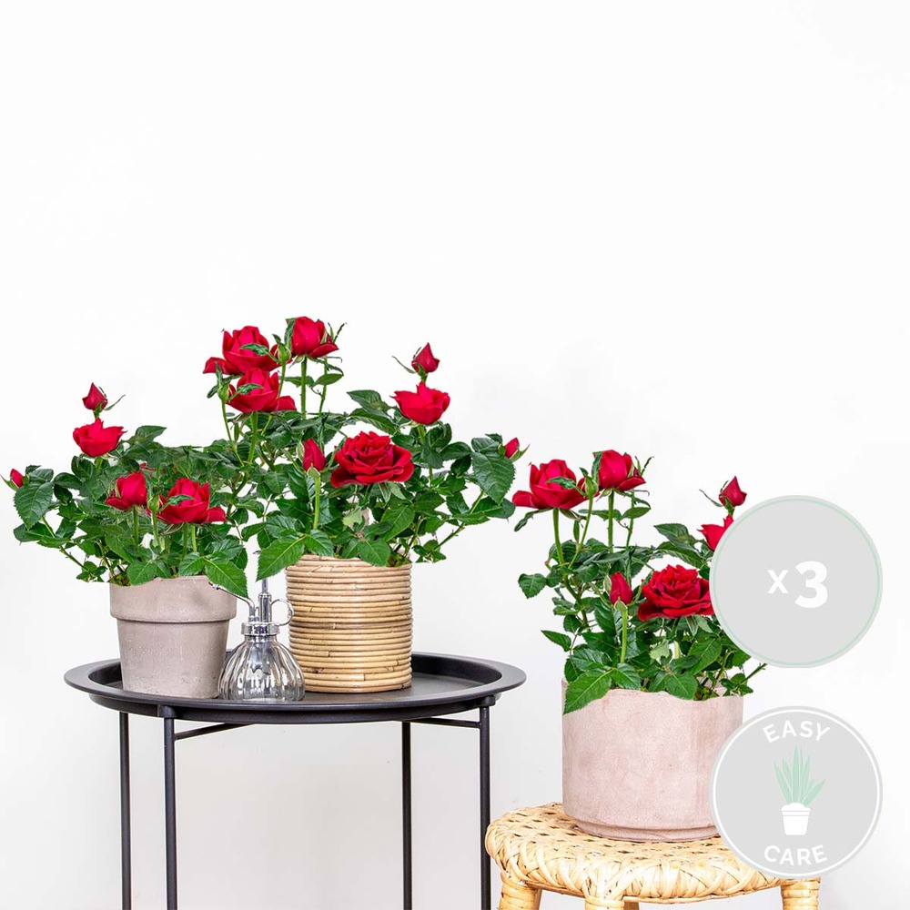 3x pot rose rouge - rosa - plante d'intérieur & terrasse - ⌀12cm– ↕20-30cm