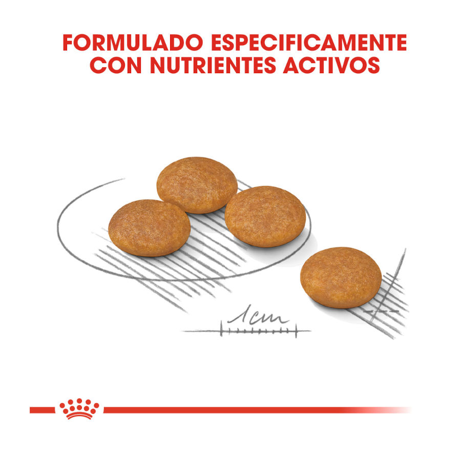 Ração Royal Canin Dermacomfort Mini para cães