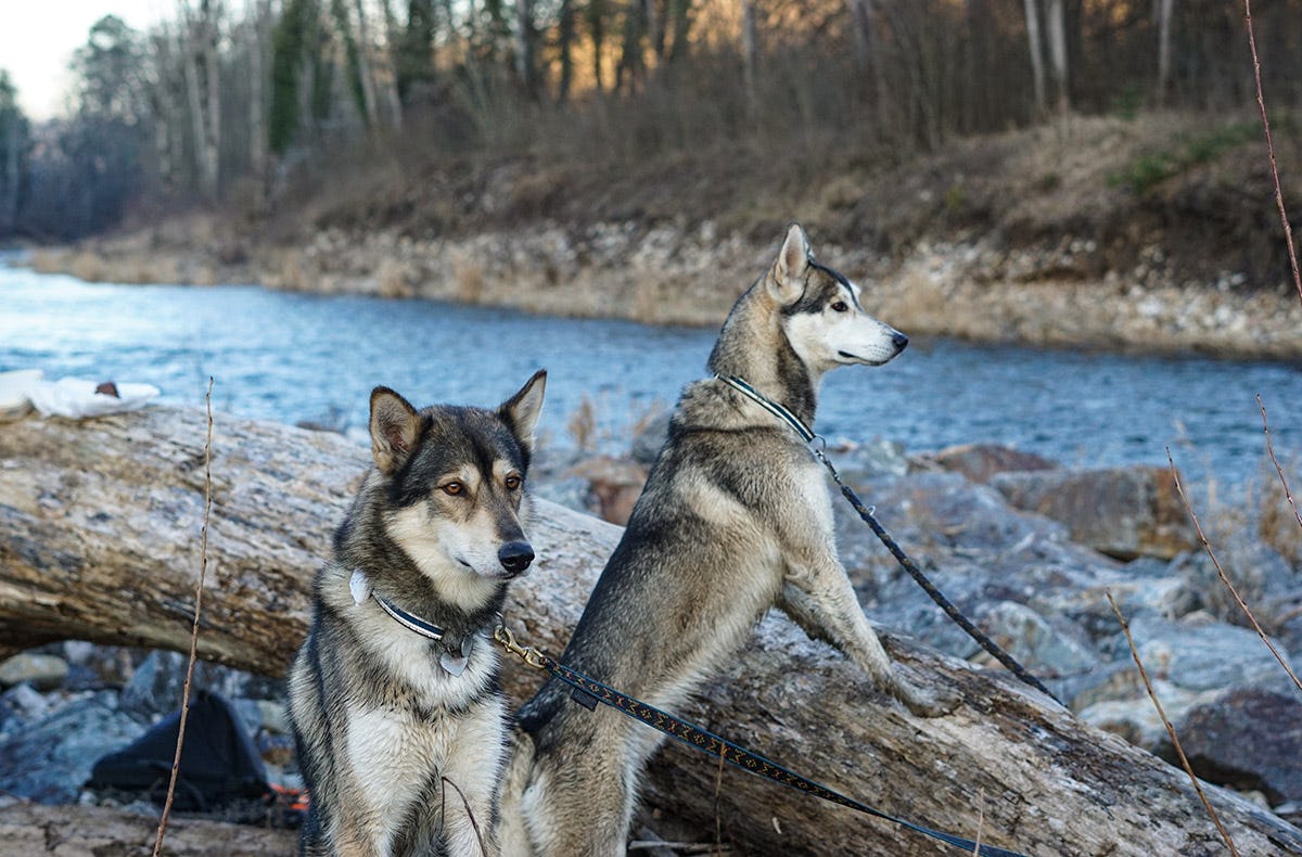 Husky Tagesausflug Bettmaringen