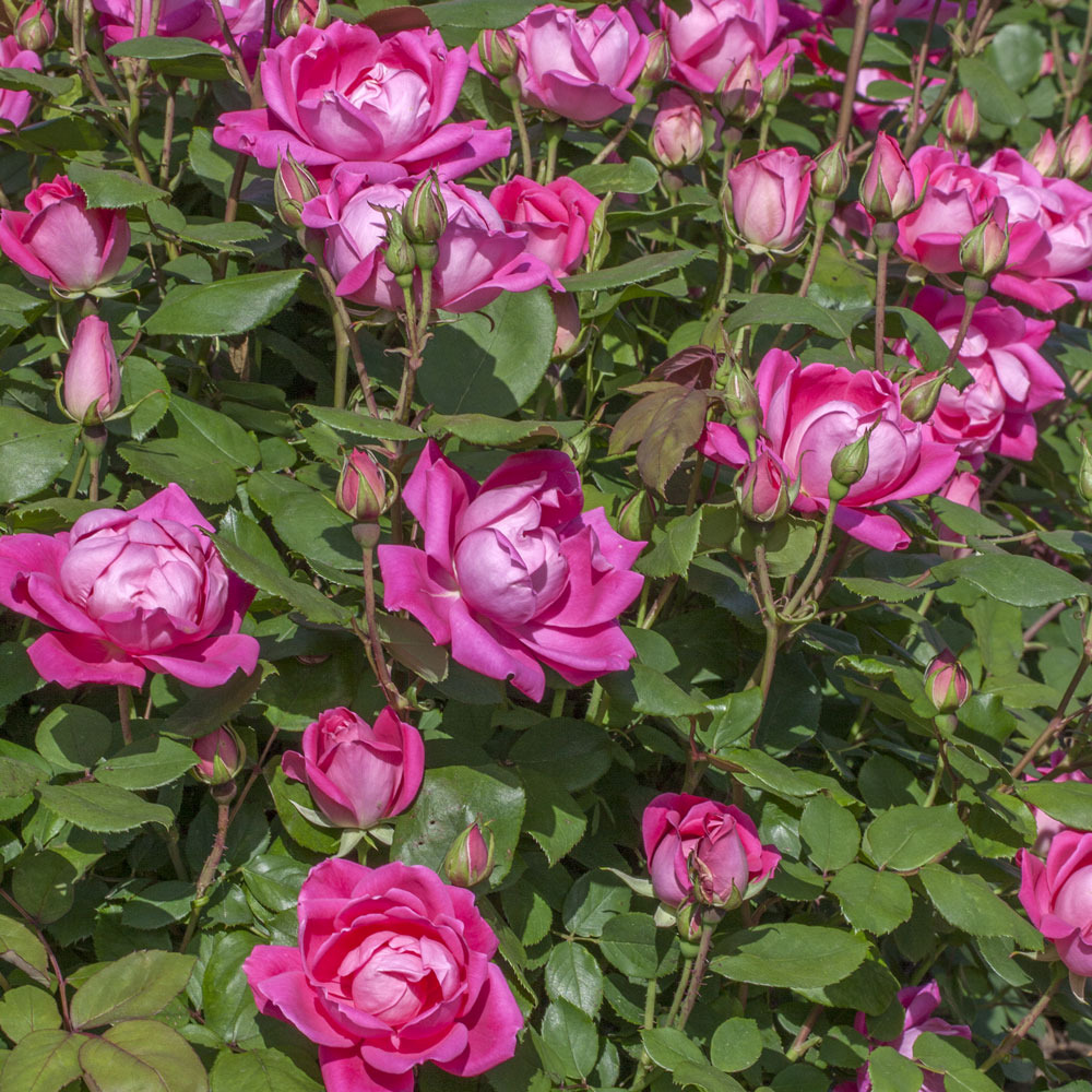 Rosier pink double knock out ® radtkopink sans motte