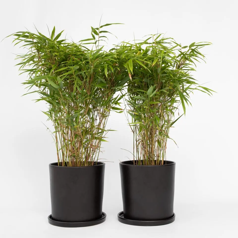 Bamboe - Set van 12 - Fargesia nitida 'Gansu' - Hoogte 50-70cm - ⌀17cm