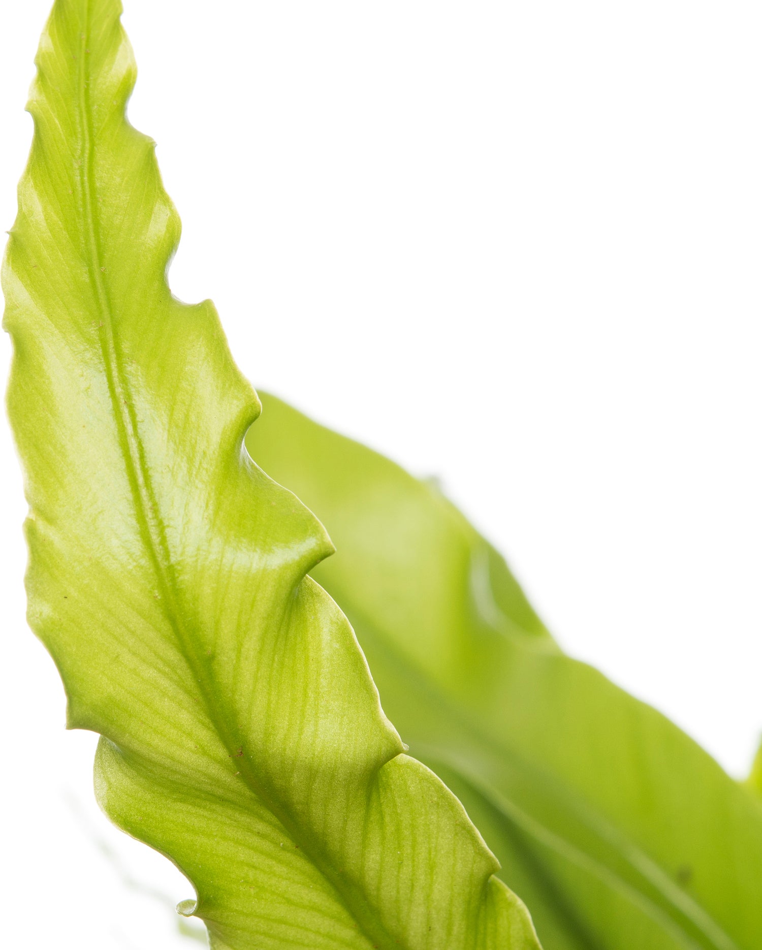 Nestvaren (Asplenium antiquum) D 12 H 25 cm