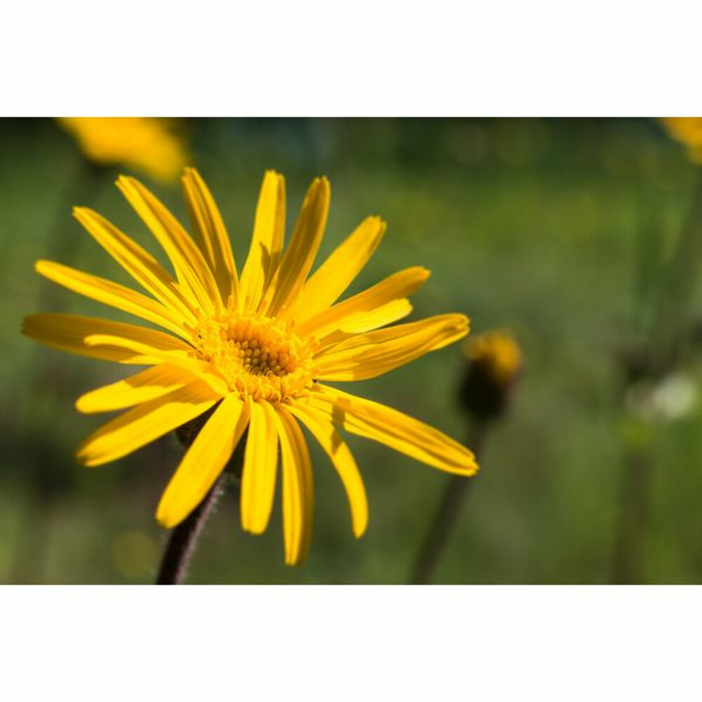 WELEDA Arinca Zalf/ Pommade25 gr