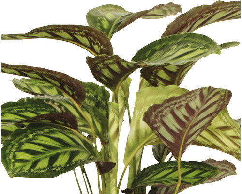Mand Maranthe FloraSelf Calathea Cultivars 'Flamestar' H 80-90 cm Ø 19 cm pot