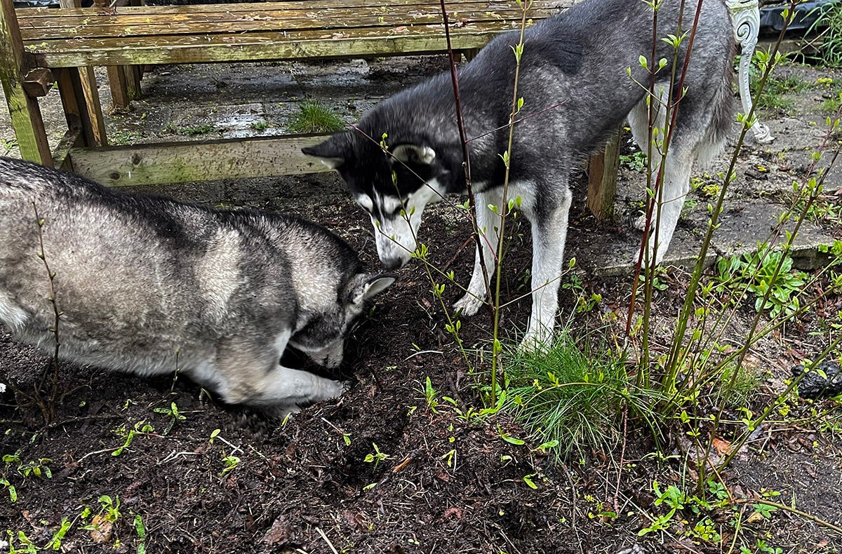 Husky Erlebnistag Neureut-Karlsruhe