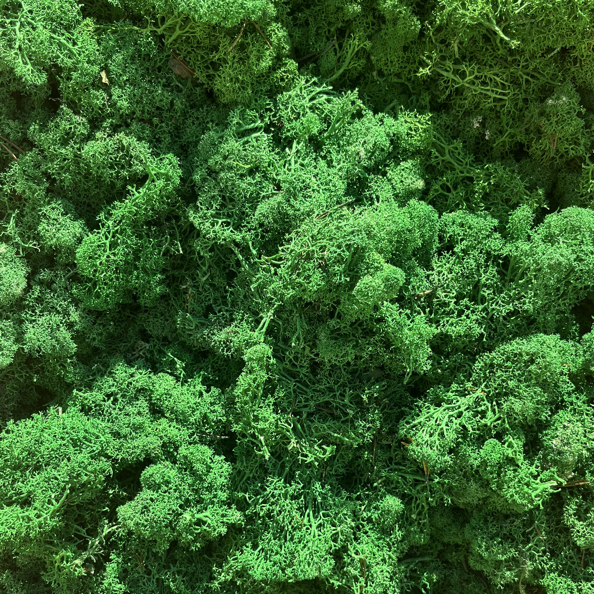 Lir/4041a lichen stabilisée vert forêt box 4 kg